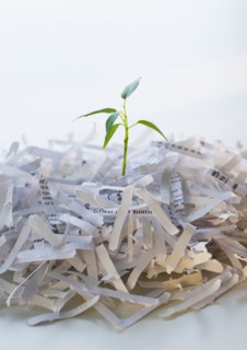 Close up of plant growing from shredded paper.