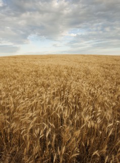 Wheat field.