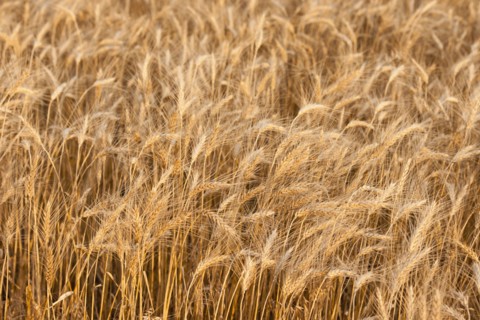 Wheat field.
