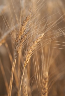 Wheat growing on field.