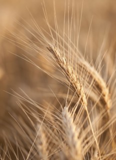 Wheat growing on field.