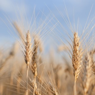 Wheat growing on field.