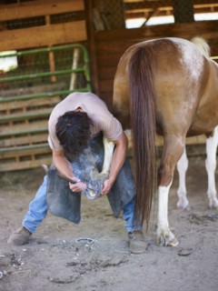 an applying horseshoe to horse. Photo : John Kelly