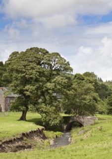 Trees by stream. Photo : Jon Boyes