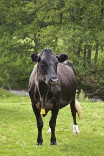 Cow in field. Photo : Jon Boyes