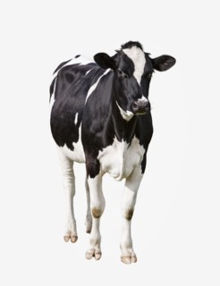 Dairy cow (Bos taurus) on white background. Photo : Jon Boyes