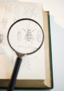 Magnifying glass over book showing insects. Photo : Jamie Grill