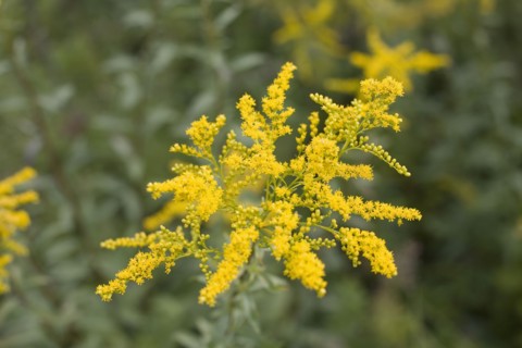 Golden Rod (Solidago virgaurea minuta). Photo : David Engelhardt