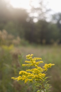 Golden Rod (Solidago virgaurea minuta). Photo : David Engelhardt
