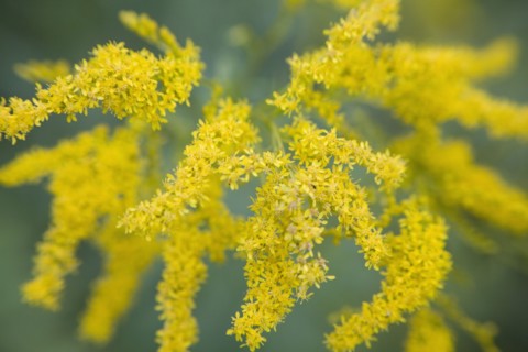 Golden Rod (Solidago virgaurea minuta). Photo : David Engelhardt