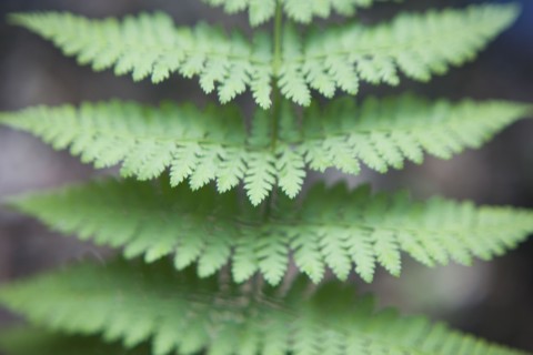 Fern leaves. Photo : David Engelhardt