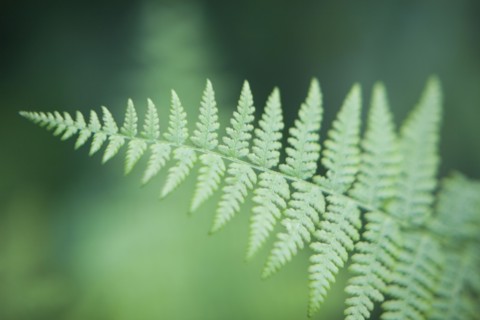 Fern leaf. Photo : David Engelhardt