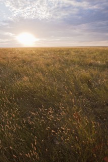 Prairie grass at sunset.