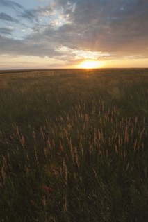 Prairie grass at sunset.