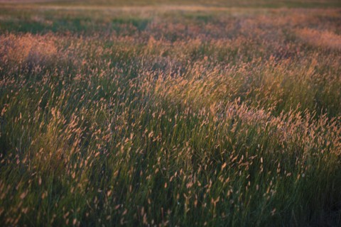 Prairie grass.