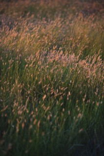 Green prairie grass.