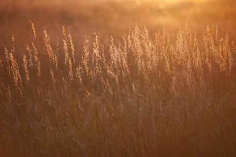 Prairie grass at sunset.