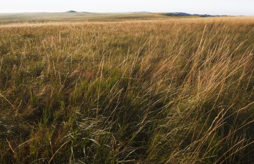 Prairie grass.