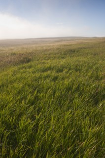 Prairie grass.