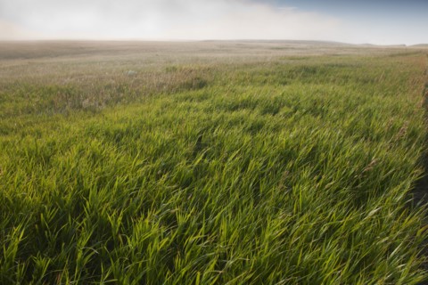 Prairie grass.