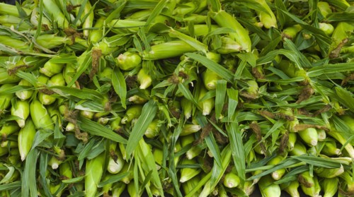 Corn on farmer's market.