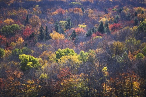 USA, Vermont, high angle view of forest. Photo : fotog