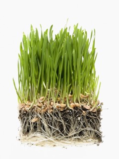 Studio shot of grass on soil. Photo : David Arky