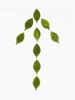 Studio shot of green leaves in arrow shape. Photo : David Arky