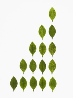 Studio shot of green leaves in triangle shape. Photo : David Arky