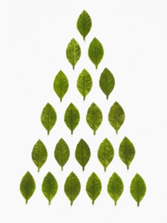 Studio shot of green leaves in pyramid shape. Photo : David Arky
