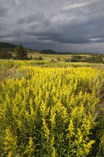 USA, South Dakota, Flowers and storm. Photo : Gary J Weathers