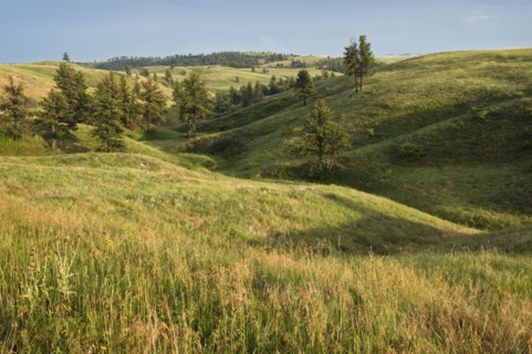 USA, Nebraska, green field. Photo : Gary J Weathers