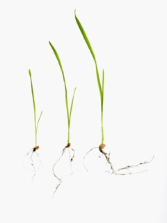 Studio shot of blades of grass with bulbs and roots. Photo : David Arky