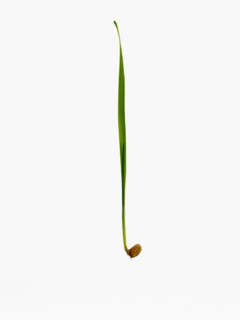 Studio shot of blade of grass with bulb . Photo : David Arky