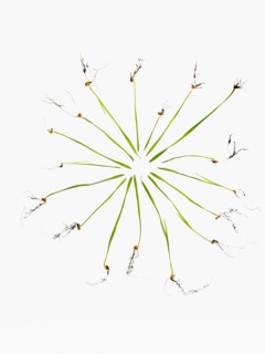 Studio shot of blades of grass with bulbs and roots. Photo : David Arky