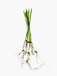 Studio shot of blades of grass with bulbs and roots. Photo : David Arky