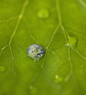 Dew drops on leaf reflecting globe. Photo : Daniel Grill