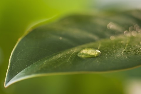 Dew drops on leaf. Photo : Daniel Grill
