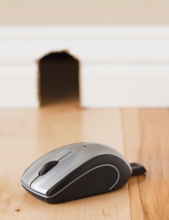 Computer mouse on floor in front of mouse hole. Photo : Mike Kemp