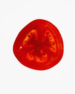 Studio shot of slice of tomato. Photo : David Arky