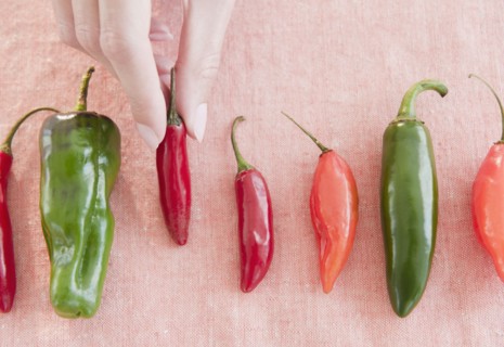 USA, New Jersey, Jersey City, Close-up view of woman's hand with chili peppers. Photo : Jamie Grill