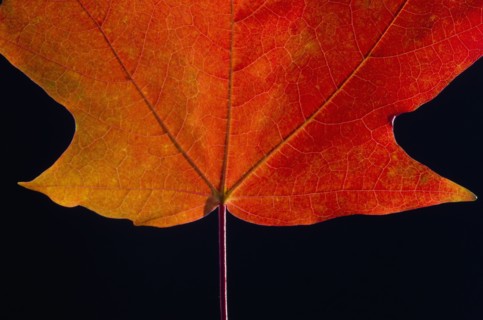 Autumn Maple leaf on black background.