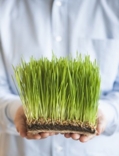 USA, New Jersey, Jersey City, Man holding growing grass in front of him.