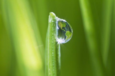 USA, New Jersey, Jersey City, dew drop on grass. Photo : Daniel Grill