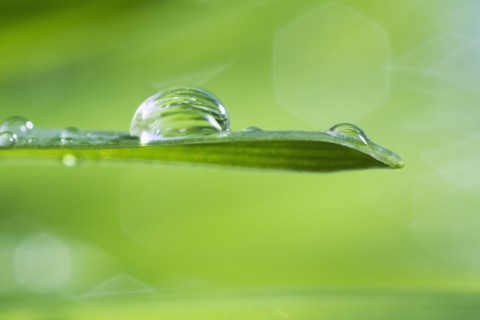 USA, New Jersey, Jersey City, Drop on blade of grass.