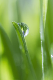 USA, New Jersey, Jersey City, Drop on blade of grass.