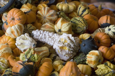 Heap of gourds. Photo : fotog