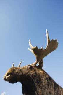 USA, New York State, Moose head against blue sky, low angle view. Photo : Chris Hackett