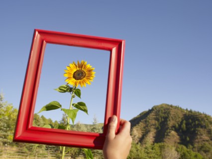 USA, Colorado, Human hand holding picture frame in front of sunflower. Photo : John Kelly
