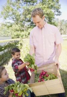 USA, New York, Flanders, Two boys (4-5, 8-9) with father picking radish in garden. Photo : Jamie